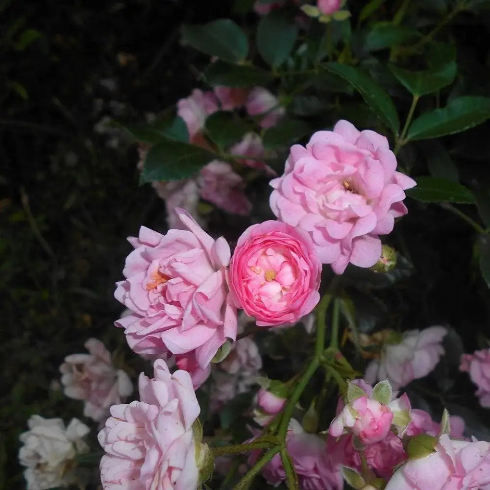 The Fairy Rose 3 GALLON Shrub