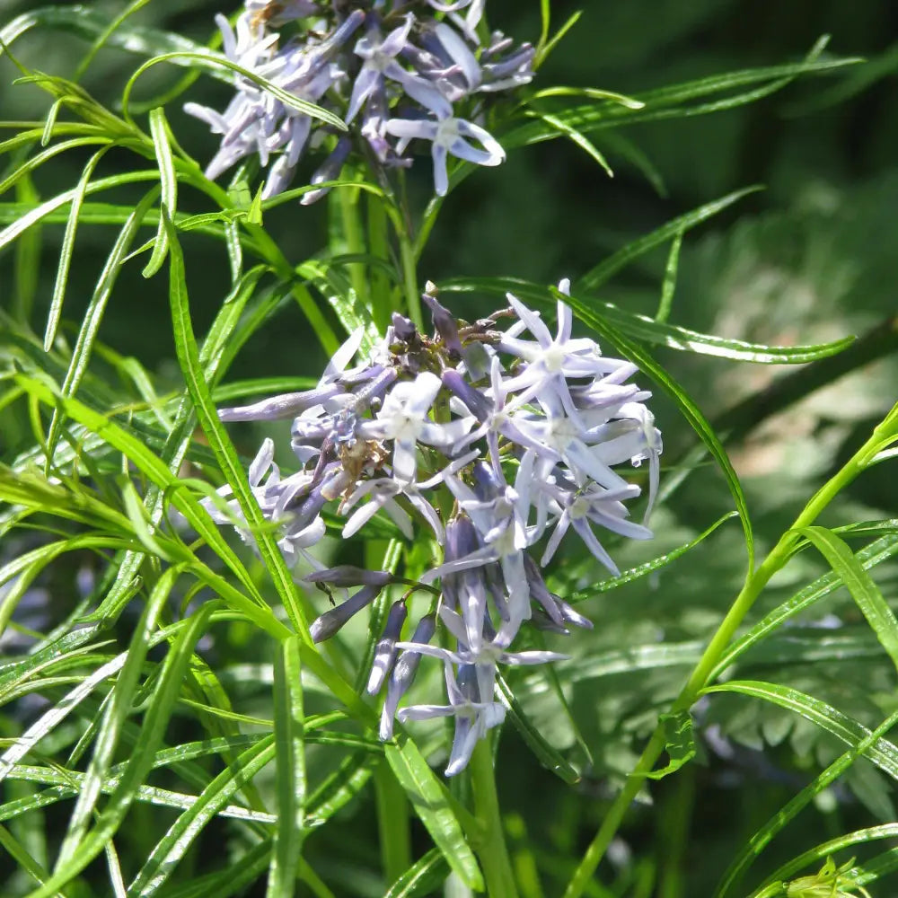 Threadleaf Blue Star Arkansas Blue Star 1 GALLON Perennial