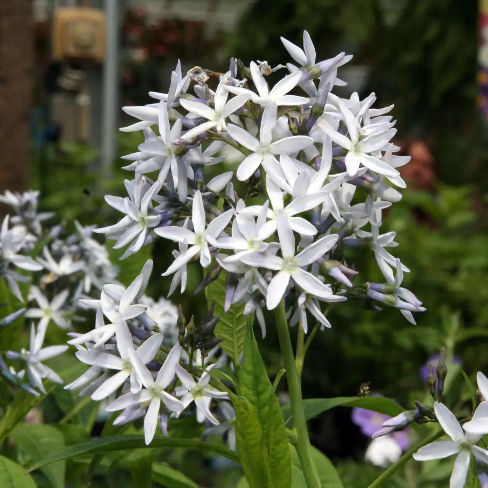 Threadleaf Blue Star Arkansas Blue Star 1 GALLON Perennial