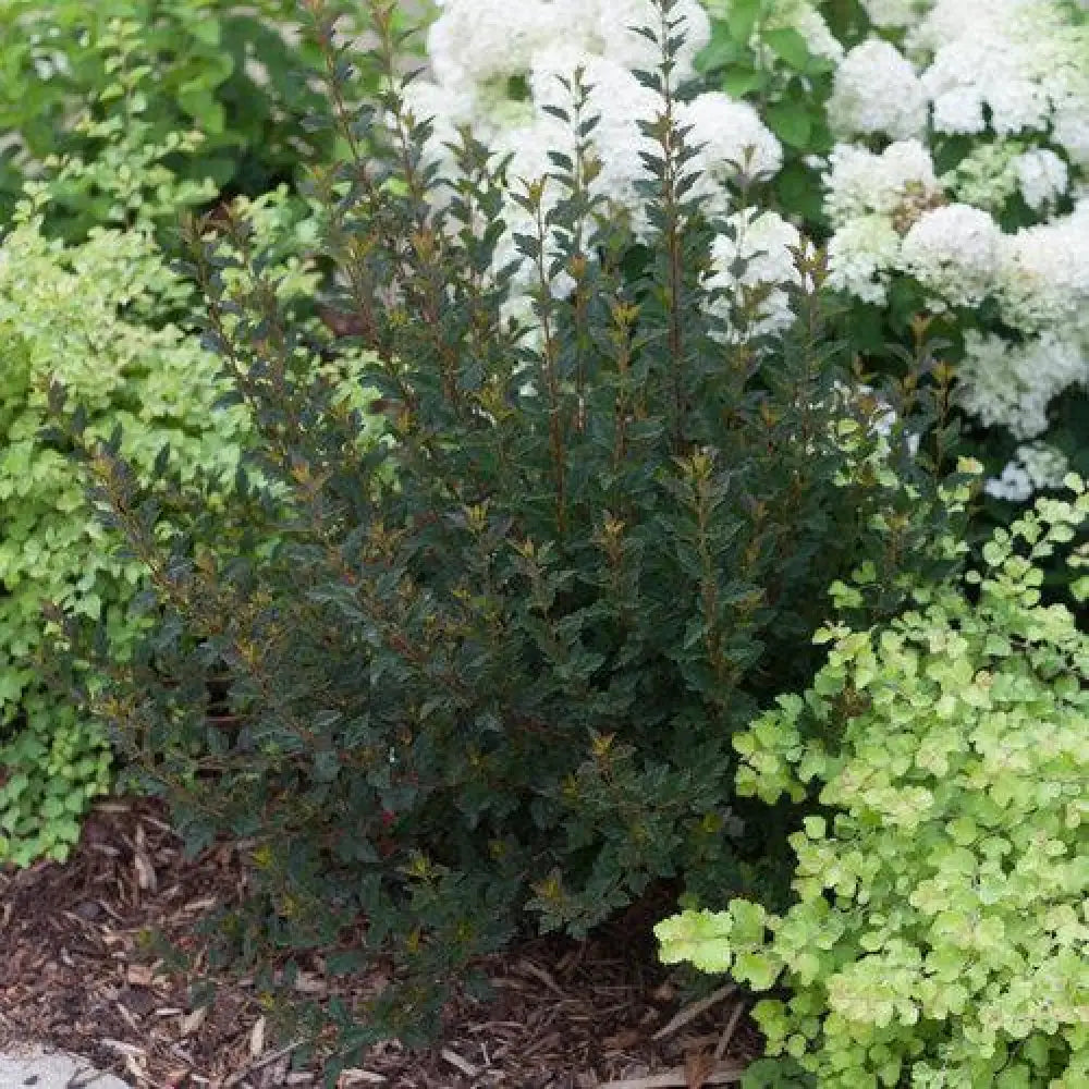 Tiny Wine® Ninebark Shrub