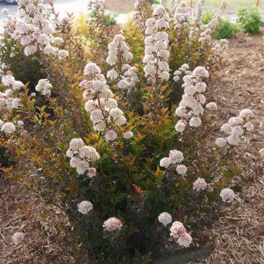 Tiny Wine® Ninebark Shrub