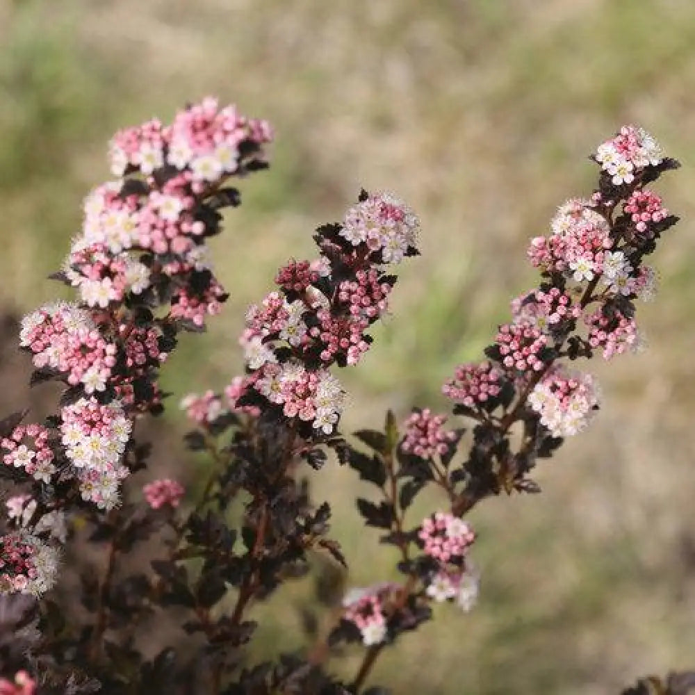 Tiny Wine® Ninebark Shrub