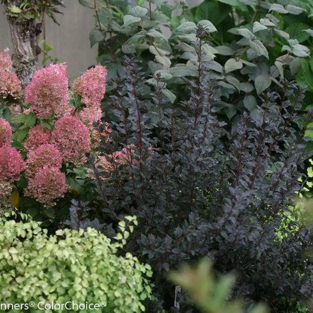 Tiny Wine® Ninebark Shrub