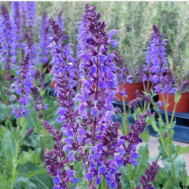 Salvia nemorosa 'Blue By You' - Blue By You Meadow Sage