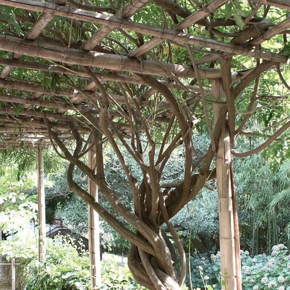 Trumpet Vine 2 GALLON Vine