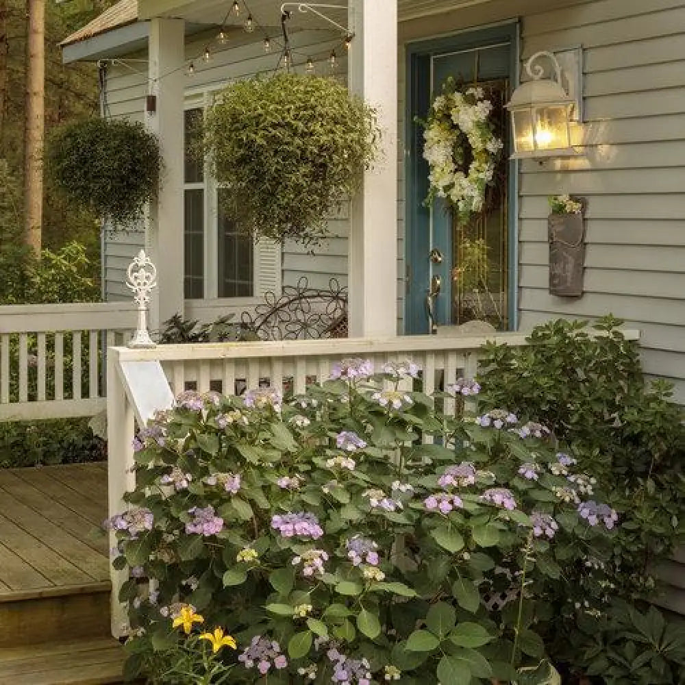 Tuff Stuff™ Hydrangea 3 GALLON Shrub
