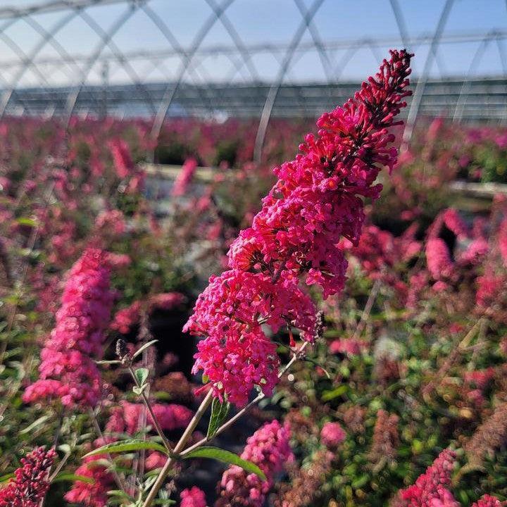 Buddleia davidii 'Prince Charming' - Monarch® Prince Charming Butterfly Bush