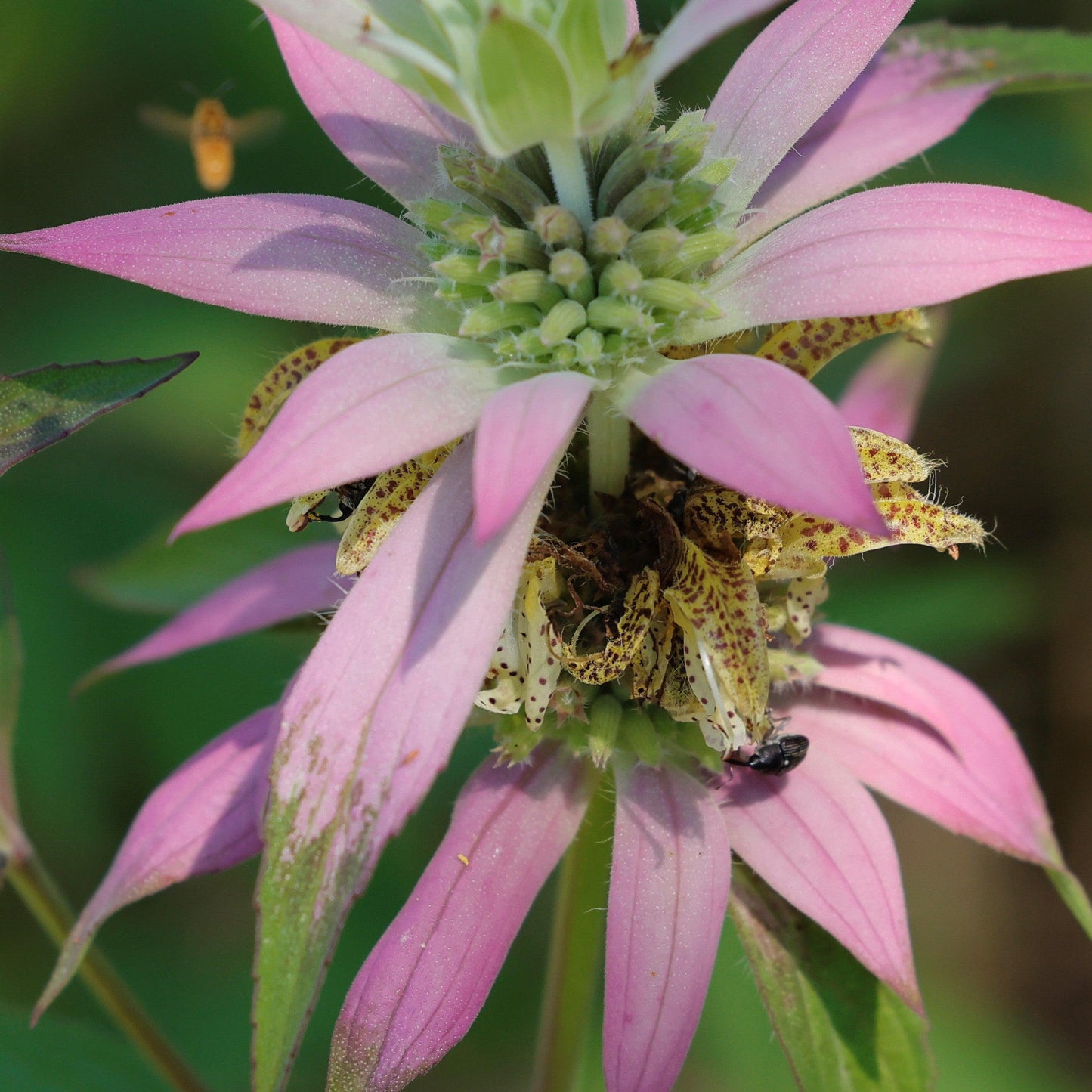 Monarda punctata - Spotted Beebalm
