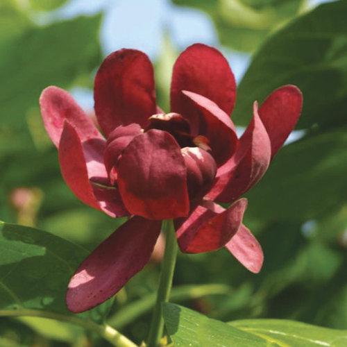 Aphrodite Sweetshrub