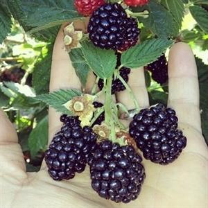 Rubus fruticosus 'Triple Crown' - Triple Crown Thornless Blackberry