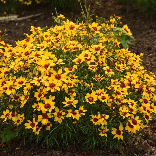 Coreopsis verticillata 'Golden Needles' - Designer Threads™ Golden Needles Coreopsis