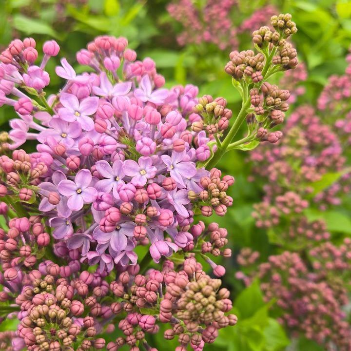 Syringa x hyacinthiflora 'SMNSHSO' - Scentara® Pura Lilac