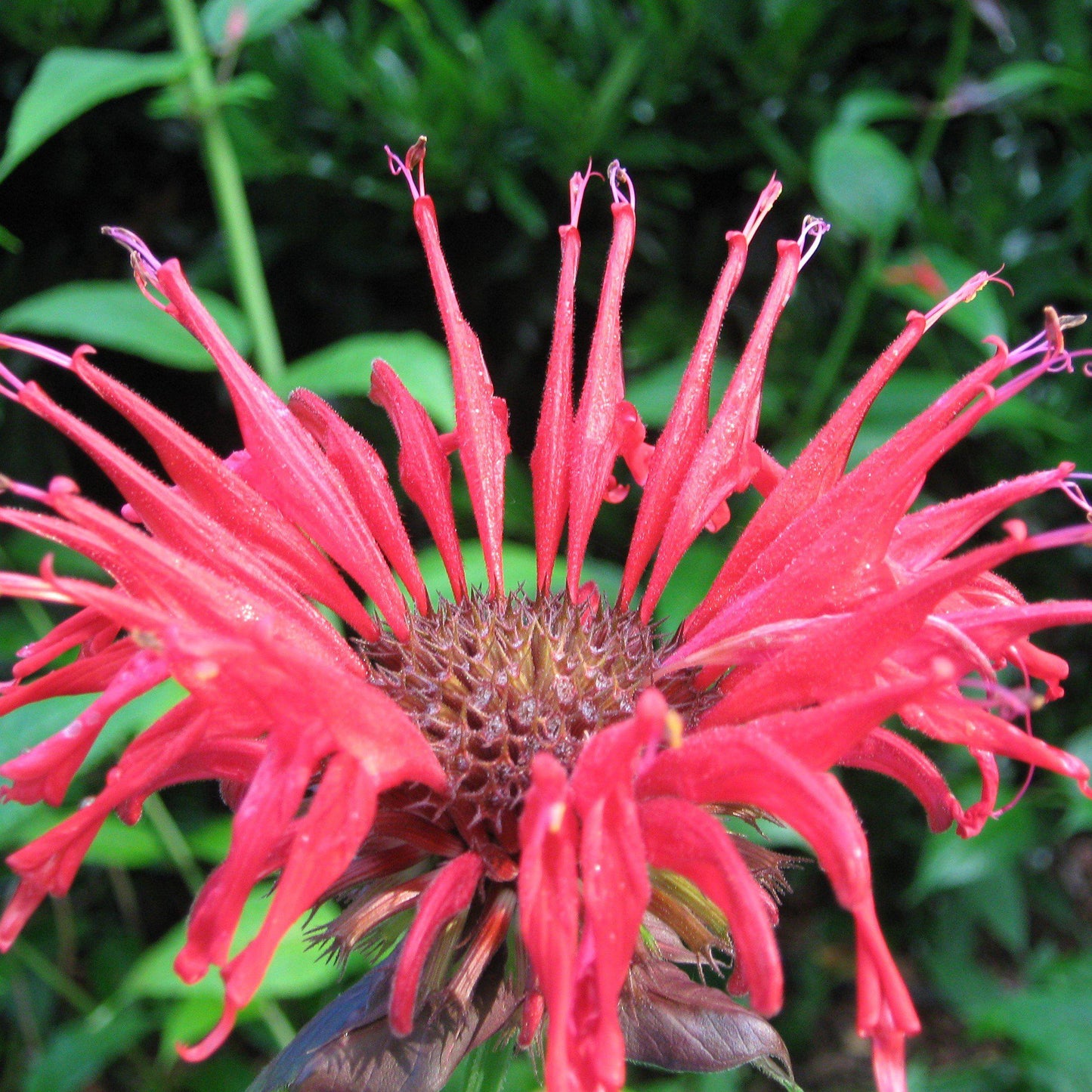 Monarda 'Bee-Happy' - Bee-You™ Bee-Happy Bee Balm