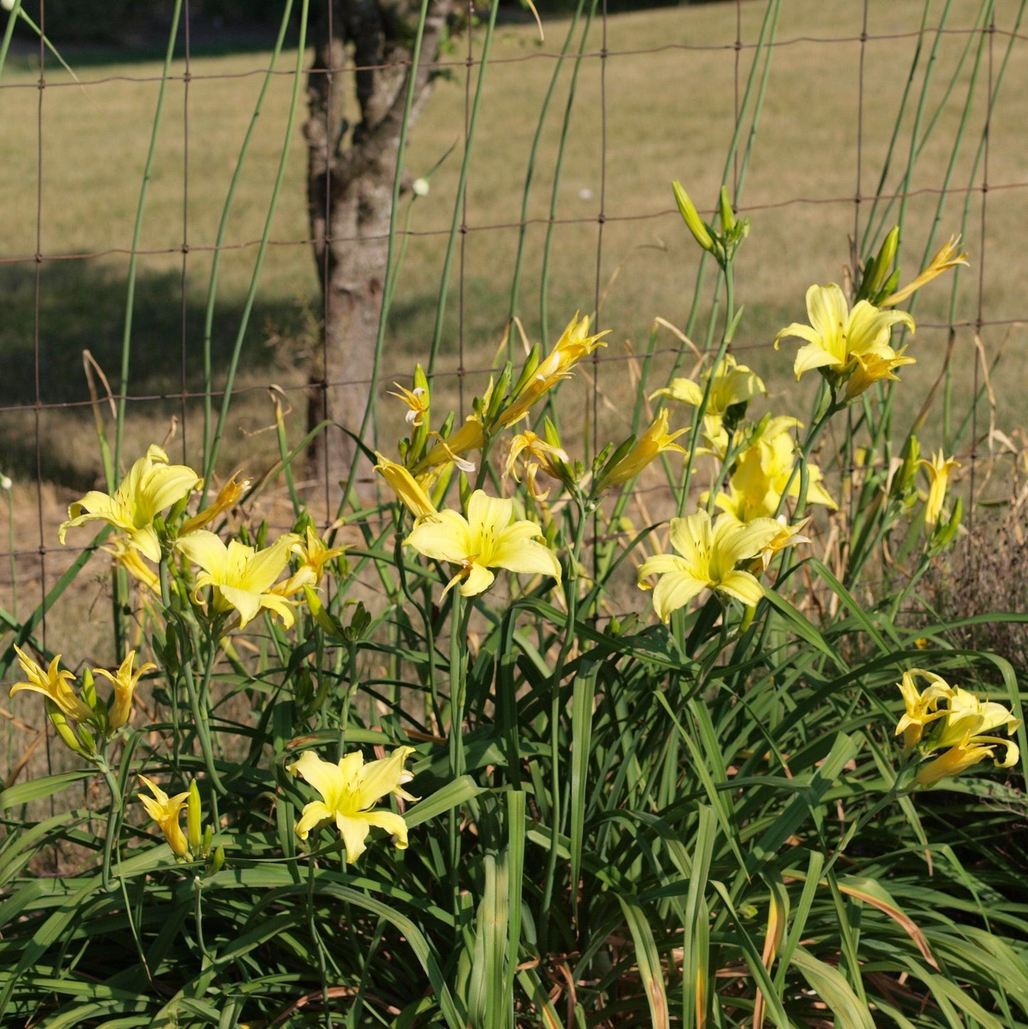 Hemerocallis 'Hyperion' - Hyperion Daylily