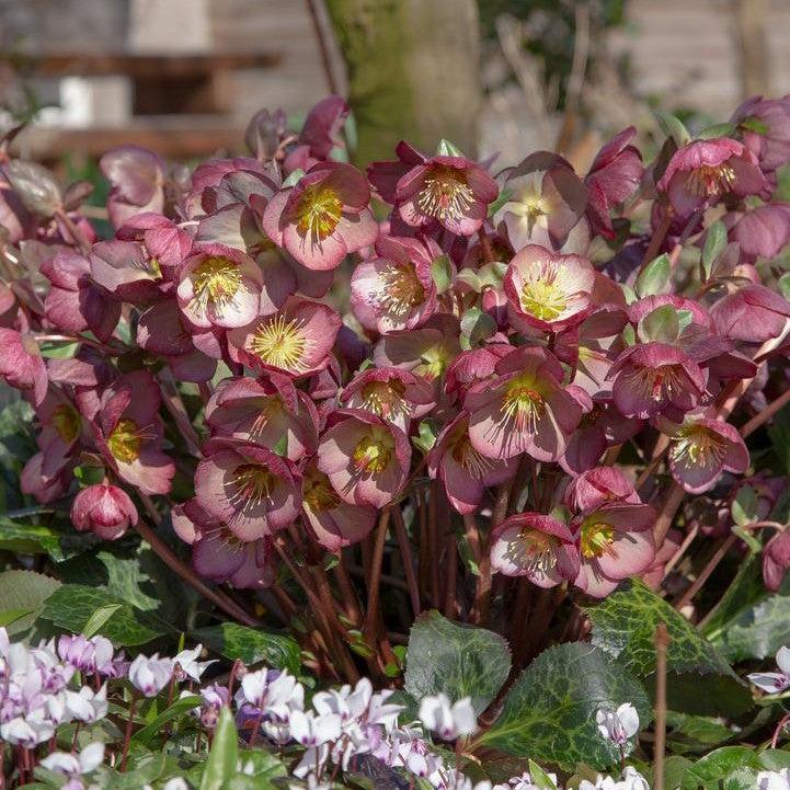 Helleborus x hybridus 'Elemental' - FrostKiss™ Elemental Lenten Rose