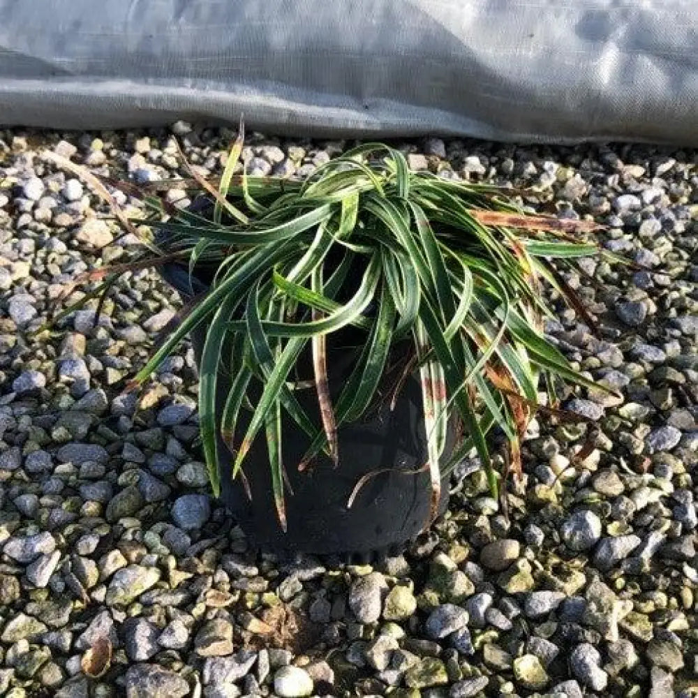 Variegated Lily Turf 1 GALLON Ornamental Grass
