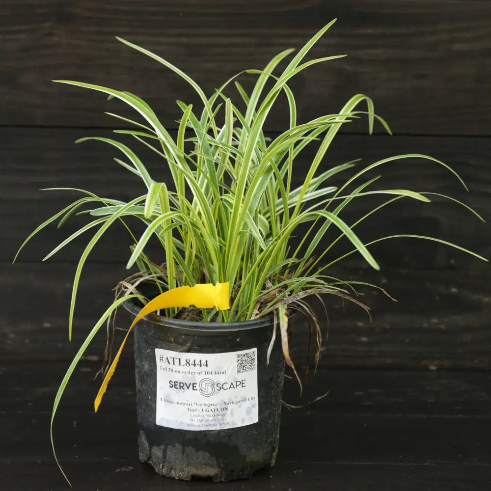 Variegated Lily Turf 1 GALLON Ornamental Grass