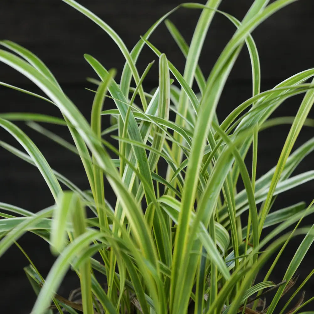 Variegated Lily Turf 1 GALLON Ornamental Grass