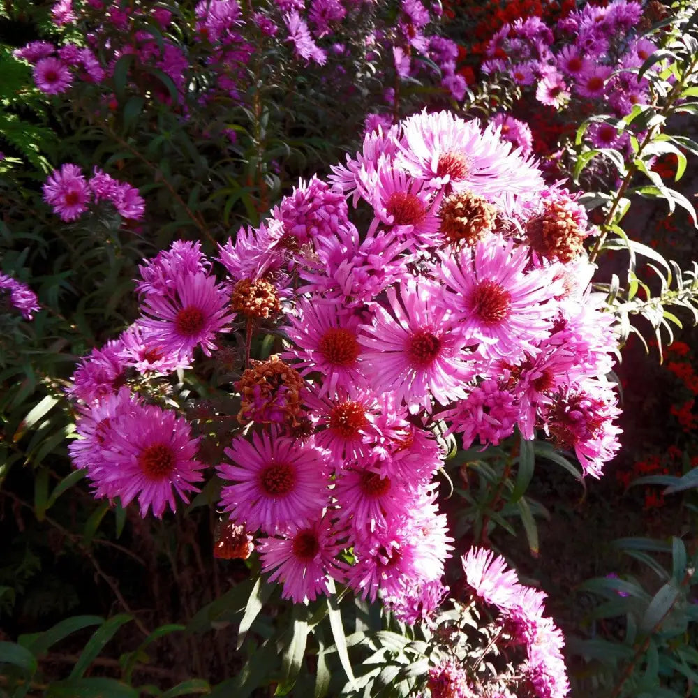 Vibrant Dome New England Aster 2 GALLON Perennial