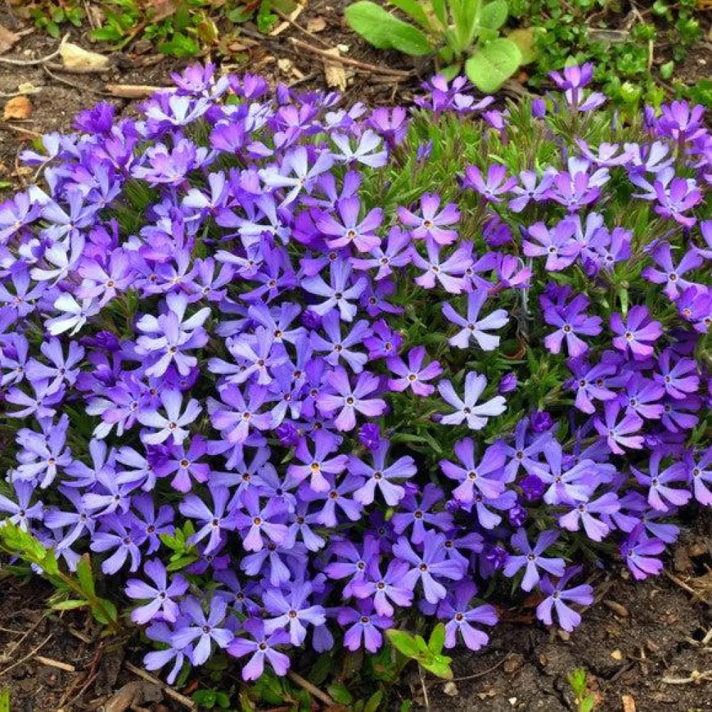 Violet Pinwheels Phlox 1 GALLON Perennial