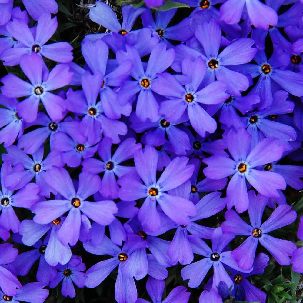 Violet Pinwheels Phlox 1 GALLON Perennial