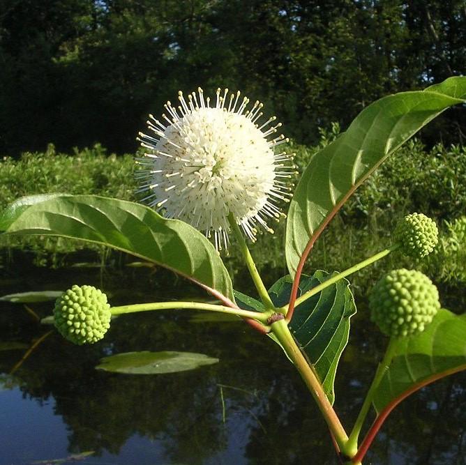 Cephalanthus occidentalis 'Fiber Optics' - First Editions® Fiber Optics Cephalanthus