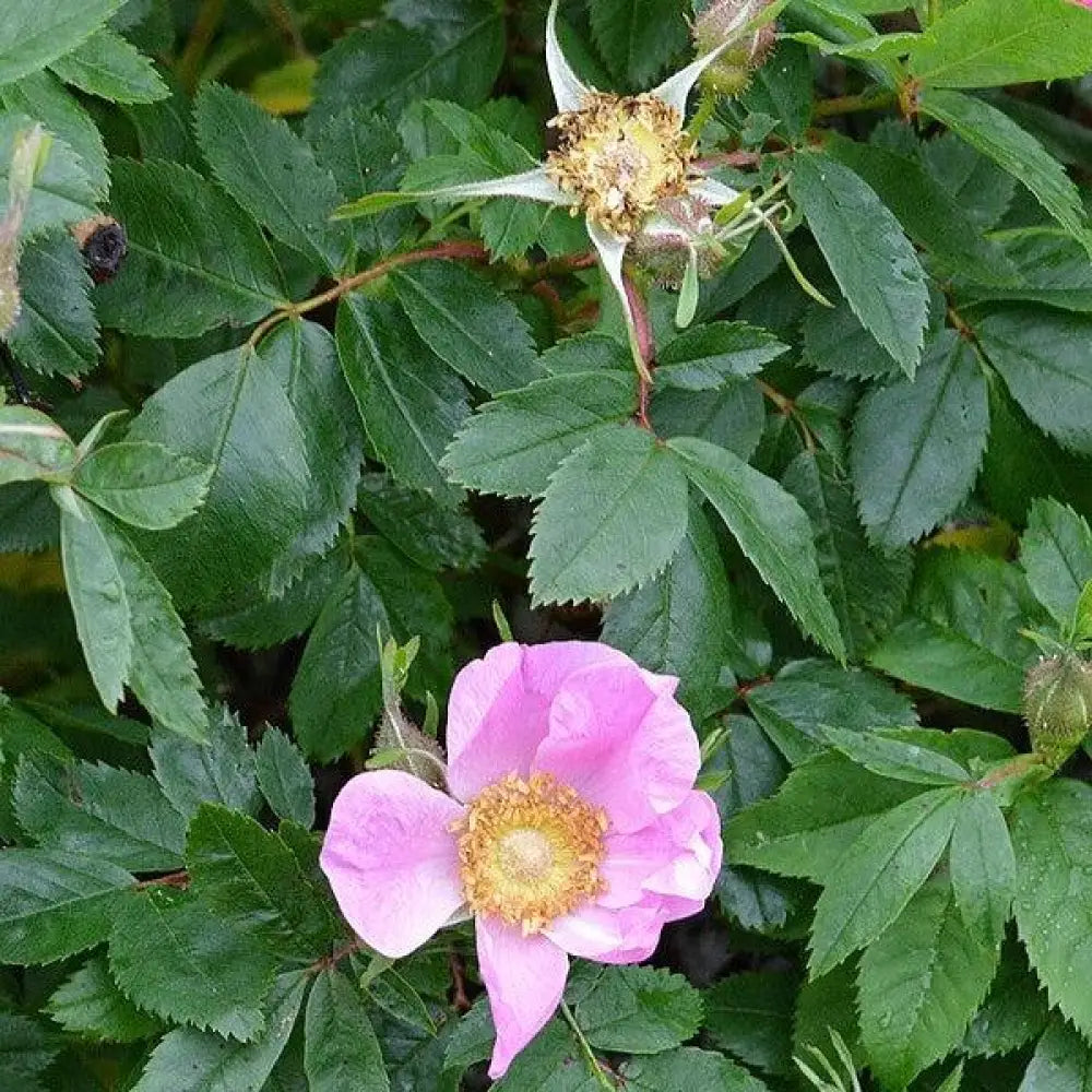 Virginia Rose Shrub