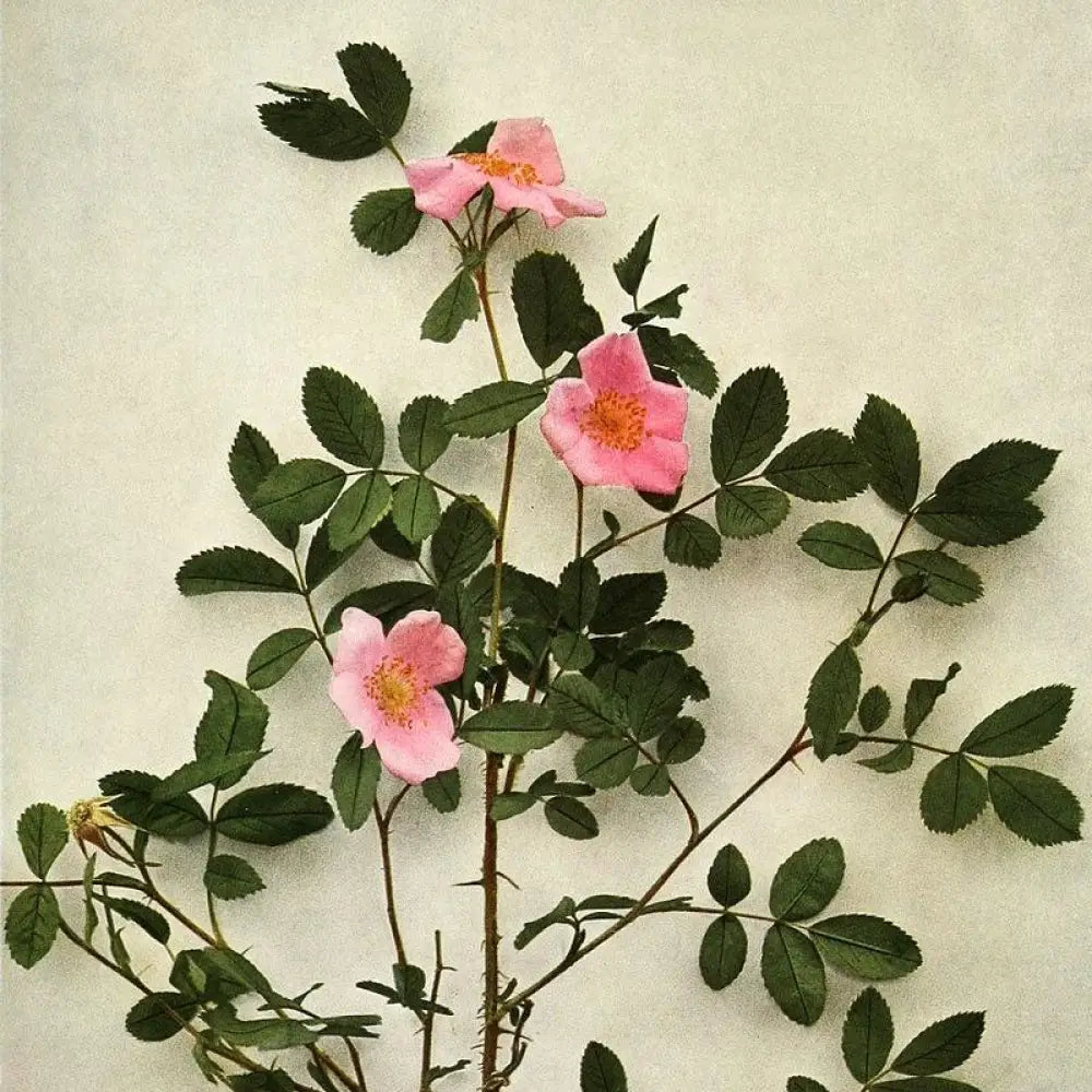 Virginia Rose Shrub