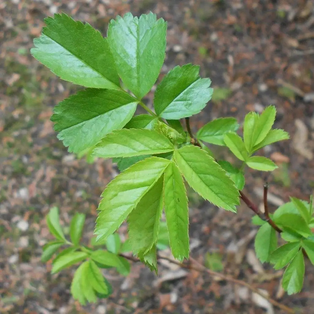Virginia Rose Shrub