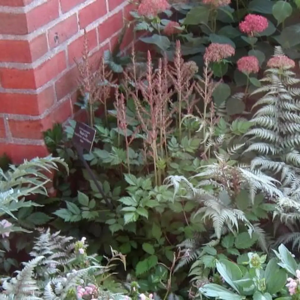 Vision in Pink Chinese Astilbe Perennial