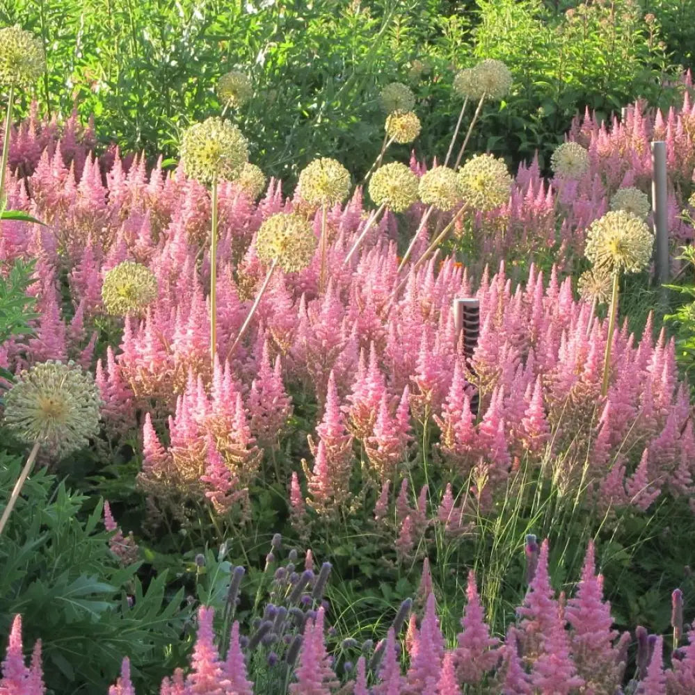 Vision in Pink Chinese Astilbe Perennial