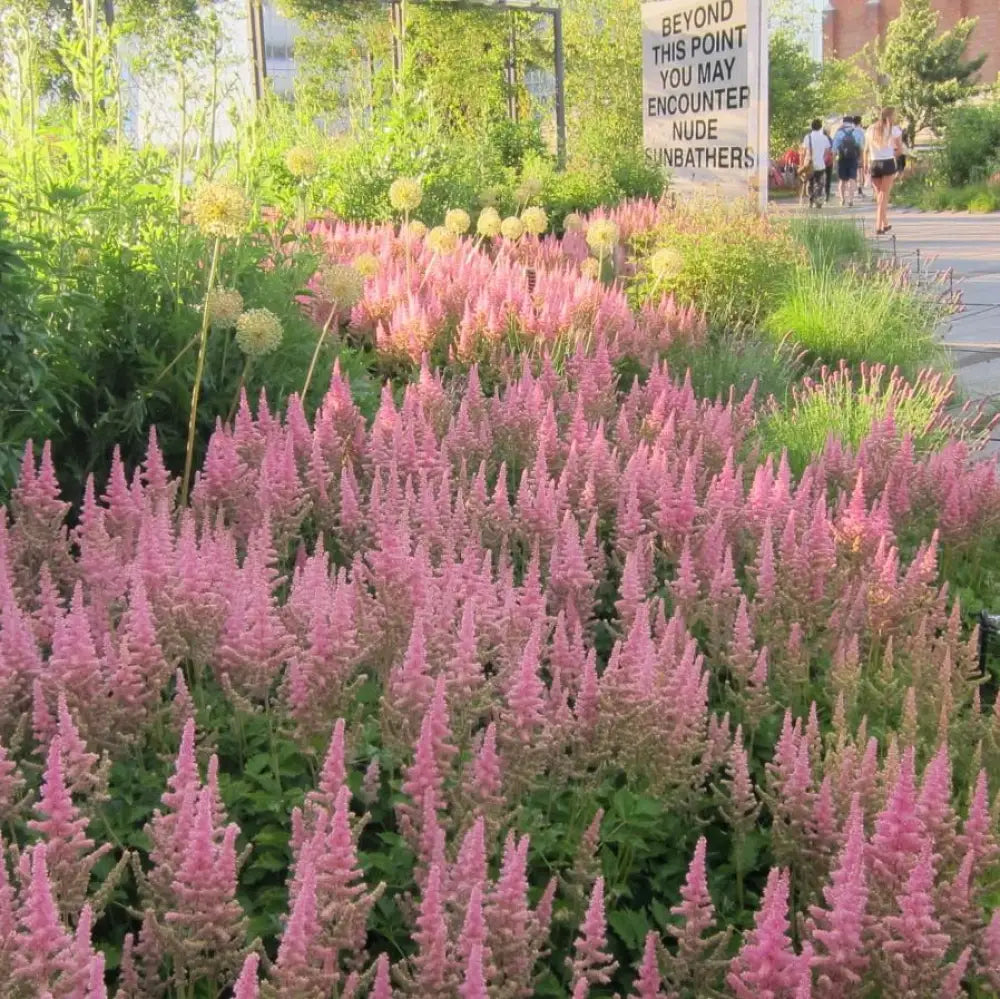 Vision in Pink Chinese Astilbe Perennial