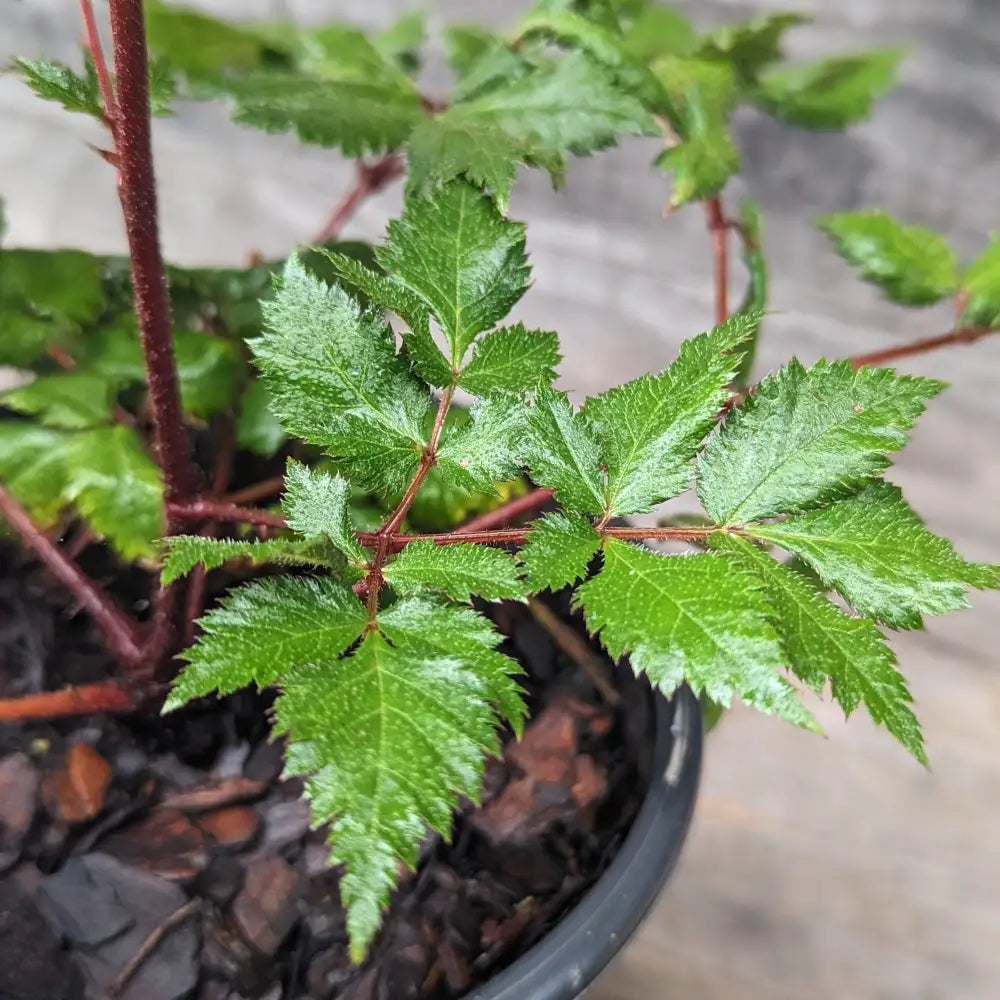 Vision in Red Chinese Astilbe Perennial