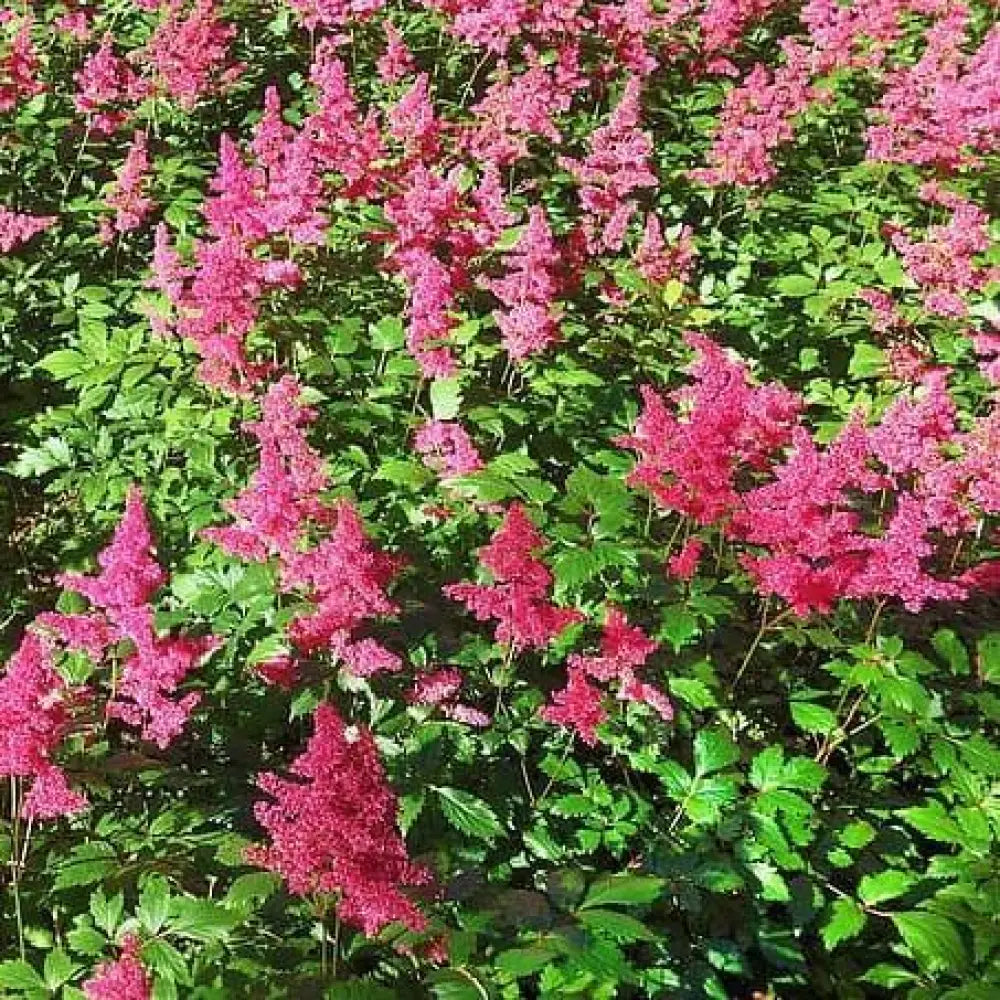 Vision in Red Chinese Astilbe Perennial