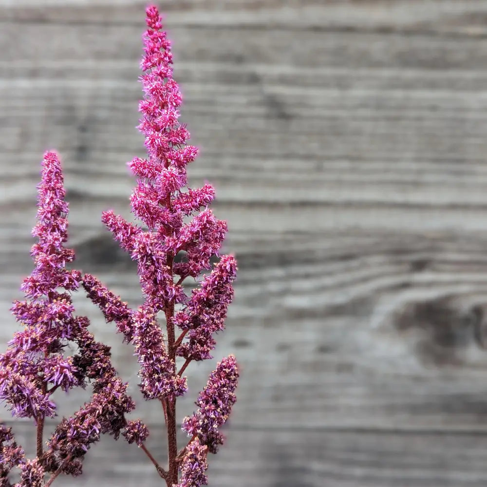 Vision in Red Chinese Astilbe Perennial