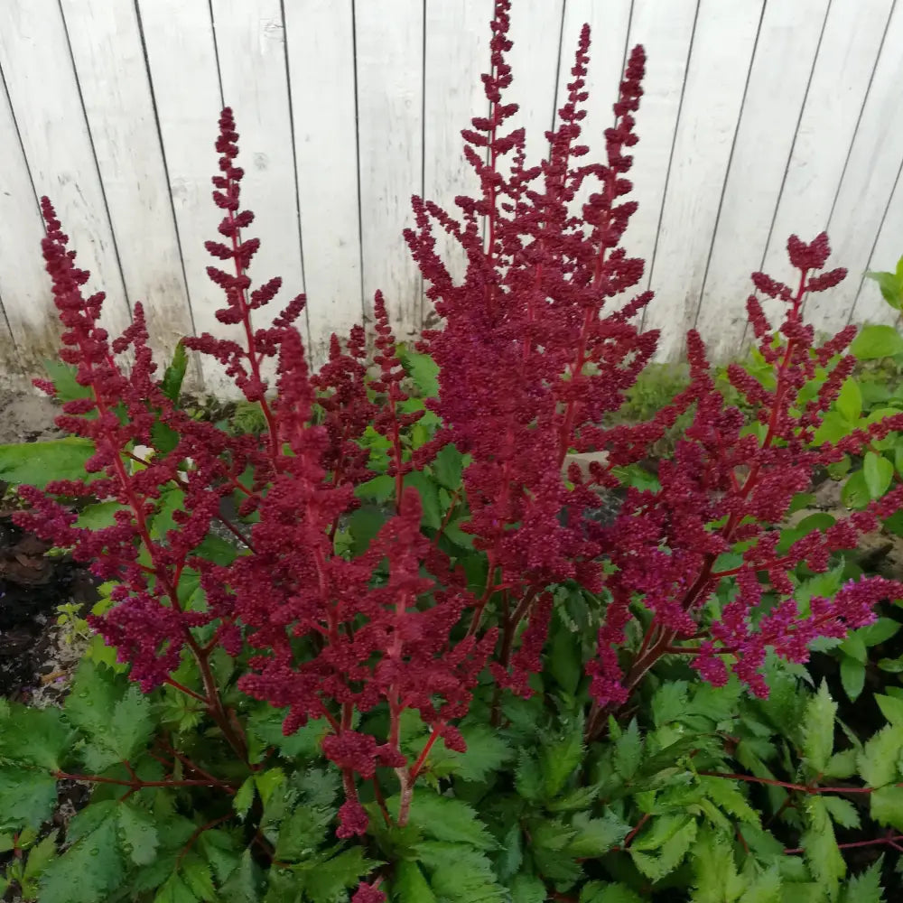 Vision in Red Chinese Astilbe Perennial