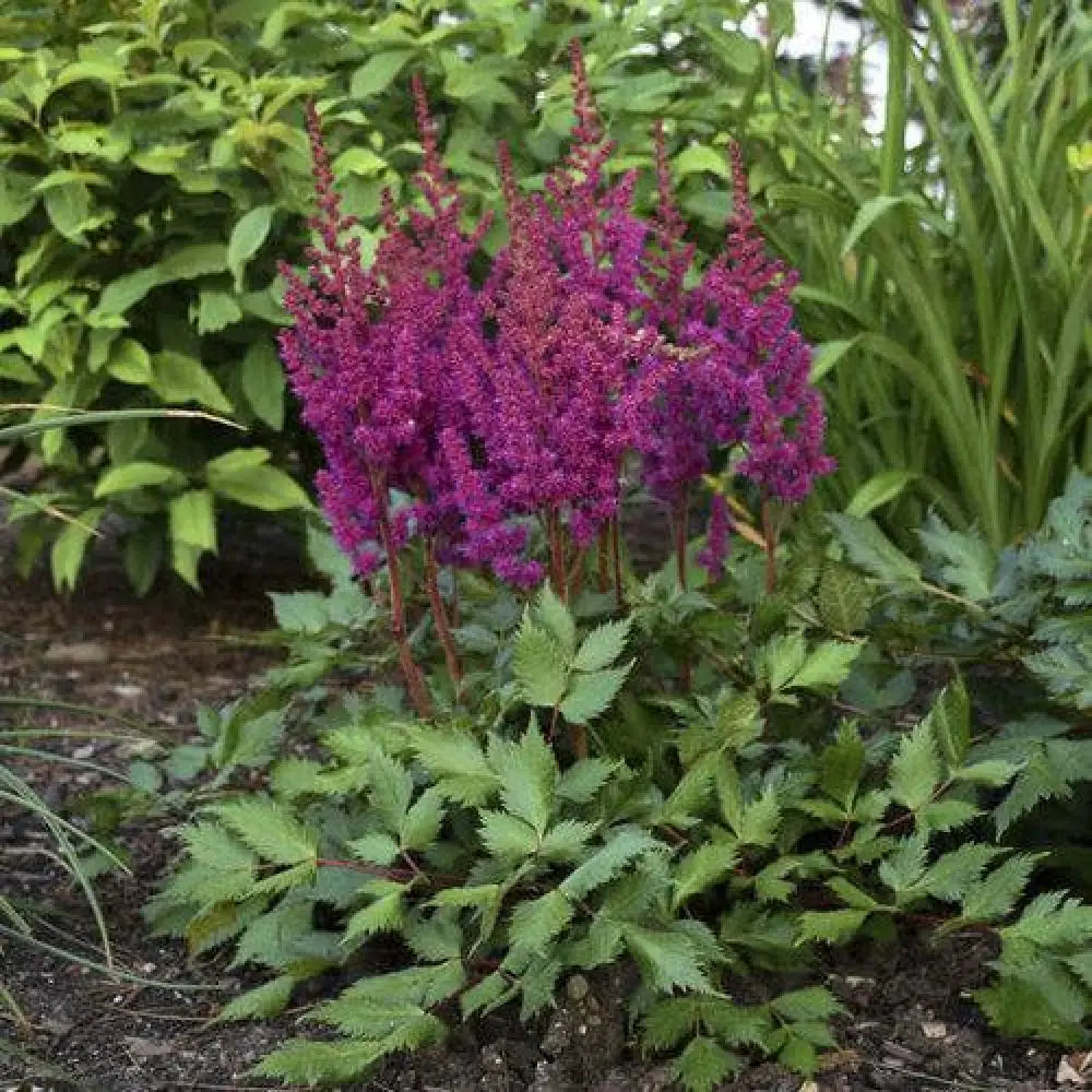 Vision in Red Chinese Astilbe Perennial