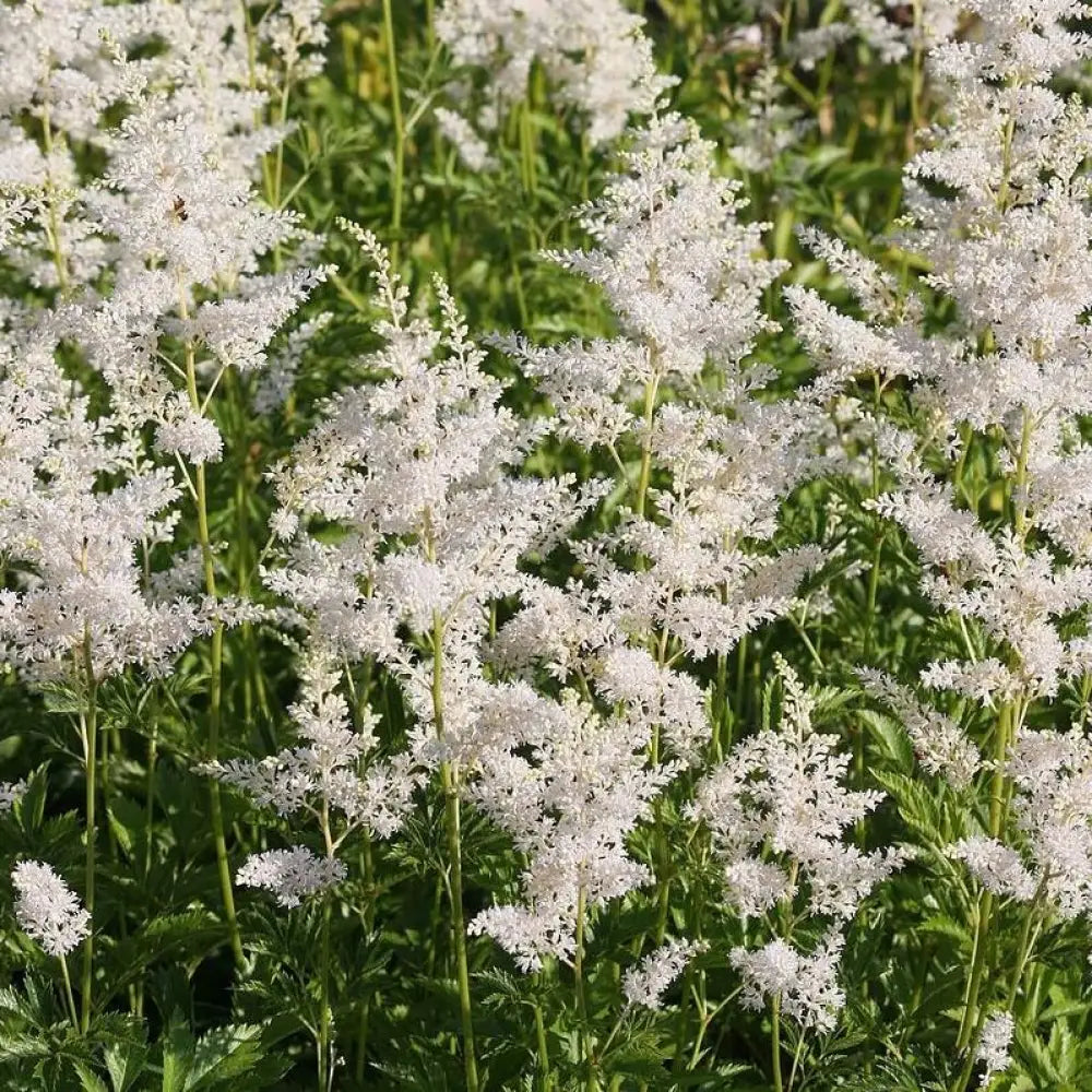 Vision in White Chinese Astilbe Perennial