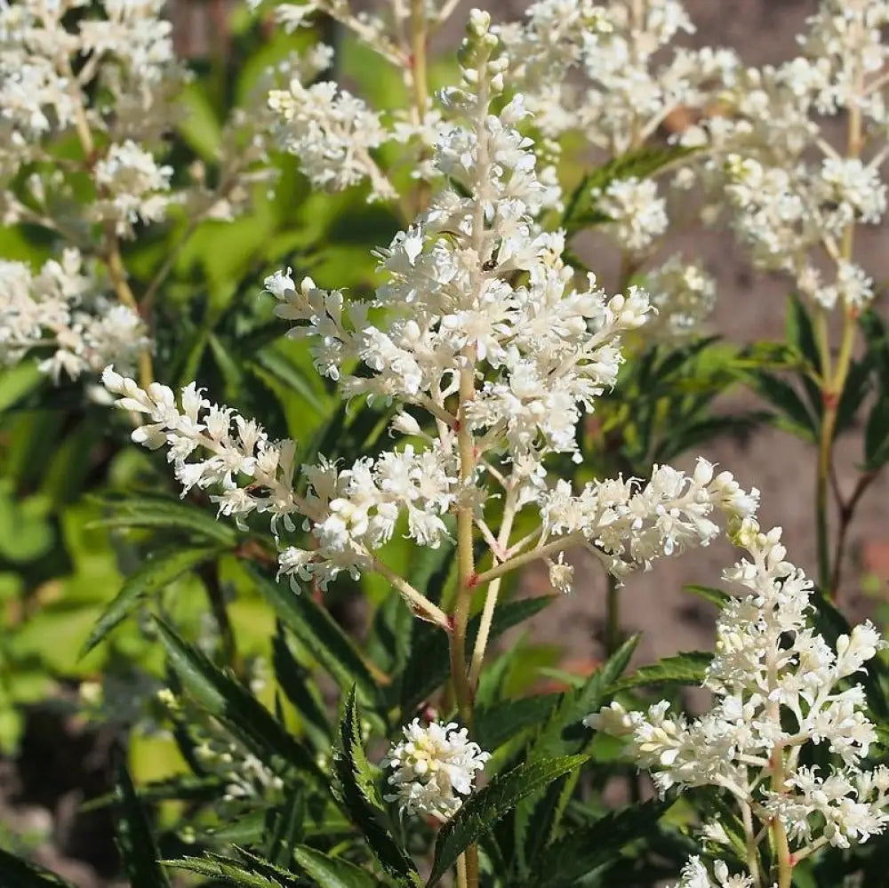Vision in White Chinese Astilbe Perennial
