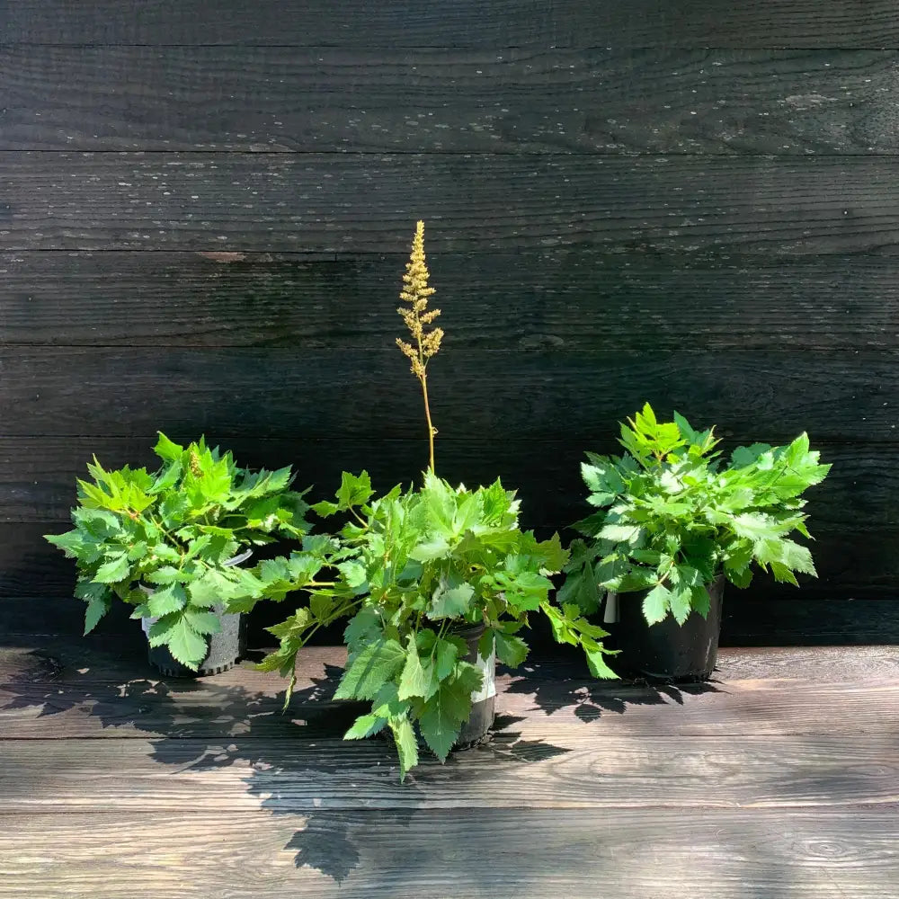 Visions Chinese Astilbe False Goat’s Beard Perennial