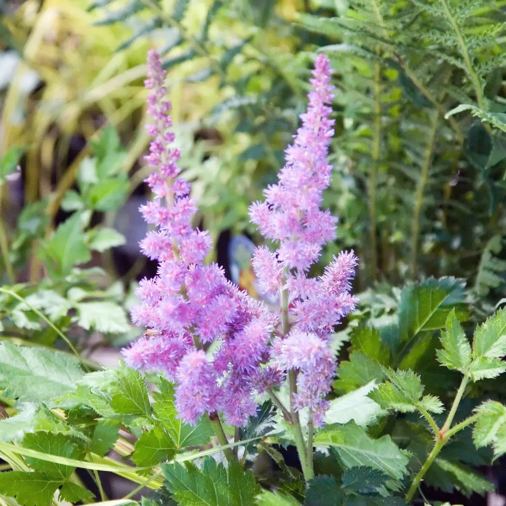Visions Chinese Astilbe False Goat’s Beard Perennial