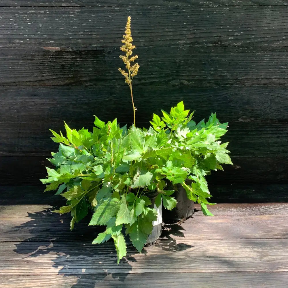 Visions Chinese Astilbe False Goat’s Beard Perennial