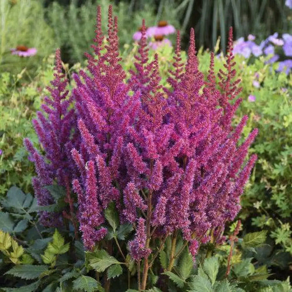 Visions Chinese Astilbe False Goat’s Beard Perennial