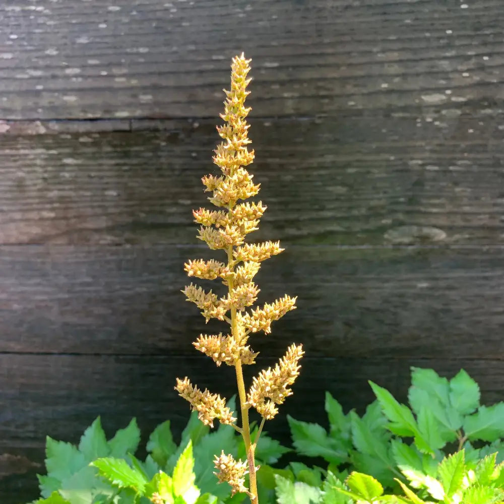 Visions Chinese Astilbe False Goat’s Beard Perennial