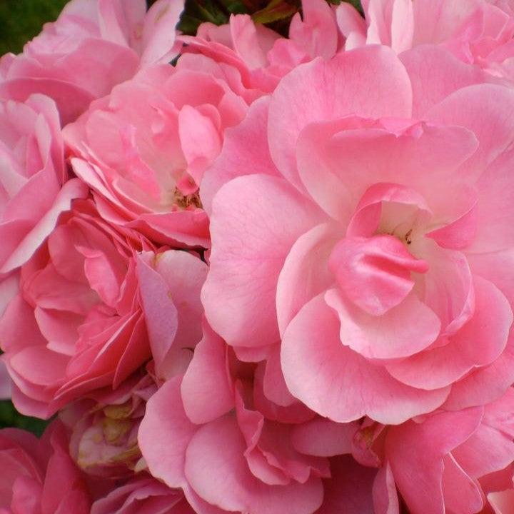 Rosa 'BAlbmas' - Easy Elegance® Pinktopia Rose