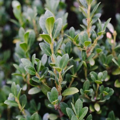 Ilex crenata 'MAD-IC-I' PP32,035 - First Editions® Chubby Hubby™ Japanese Holly
