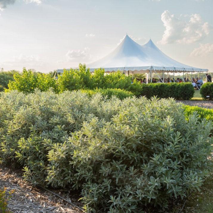 Salix candida 'Jefberg' - First Editions® Iceberg Alley® Sageleaf Willow