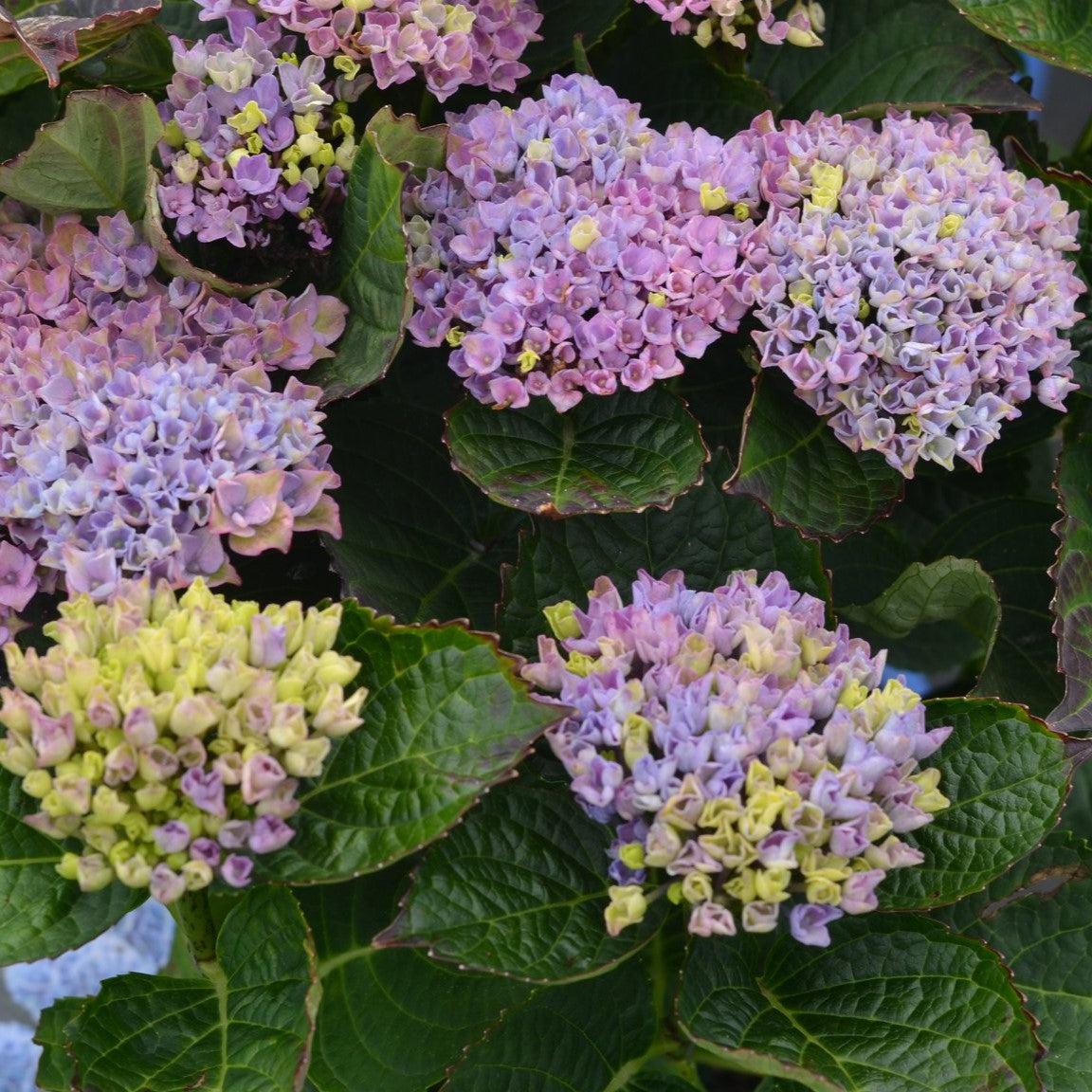 Hydrangea macrophylla 'Hokomarevo' - Everlasting® Revolution Hydrangea