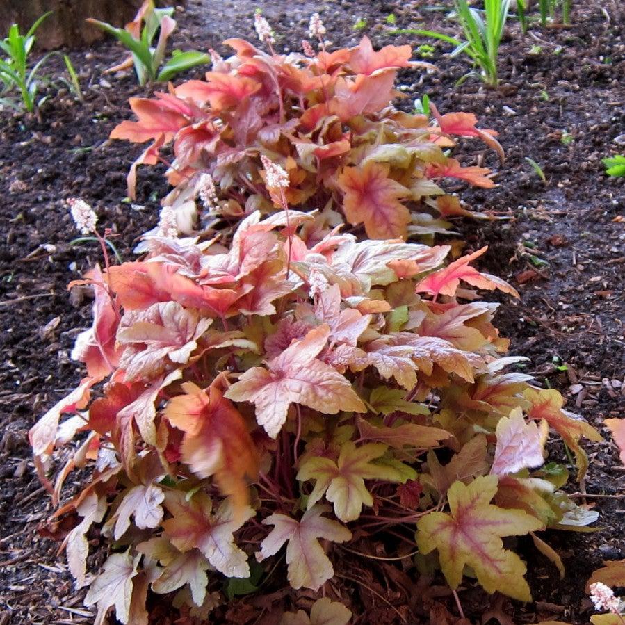 Heucherella 'Sweet Tea' - Sweet Tea Foamy Bells