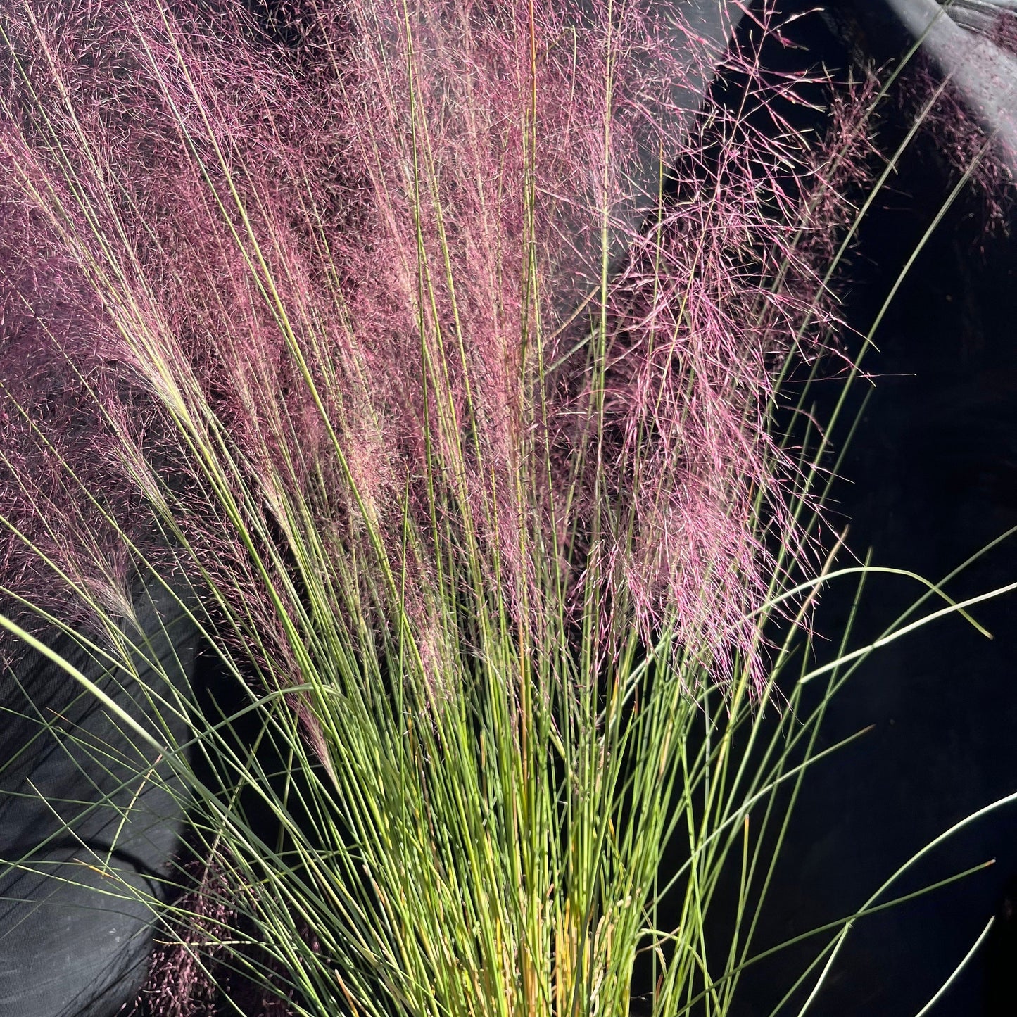 Pink Muhly Grass
